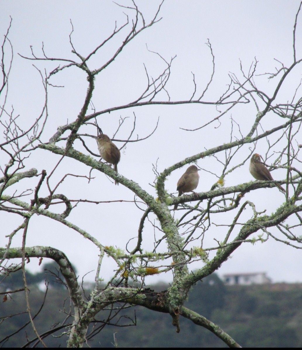 Plain Thornbird - ML634727360