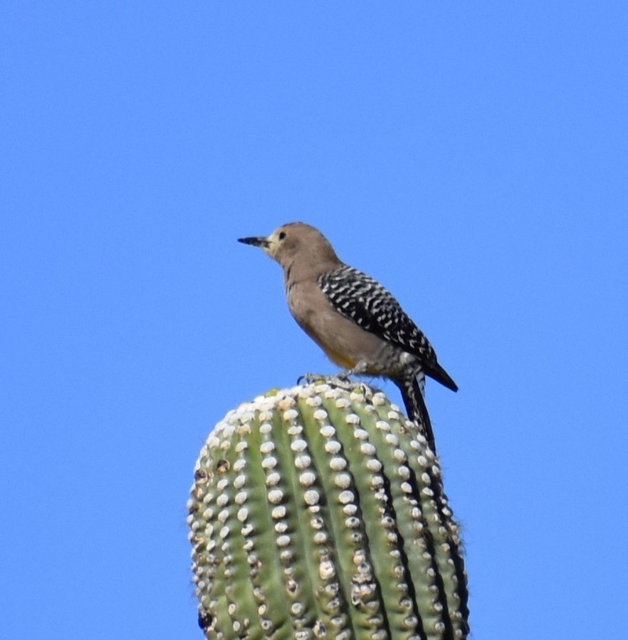 Gila Woodpecker - ML634727513