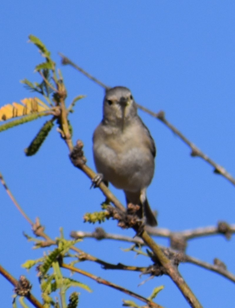 Lucy's Warbler - ML634727530