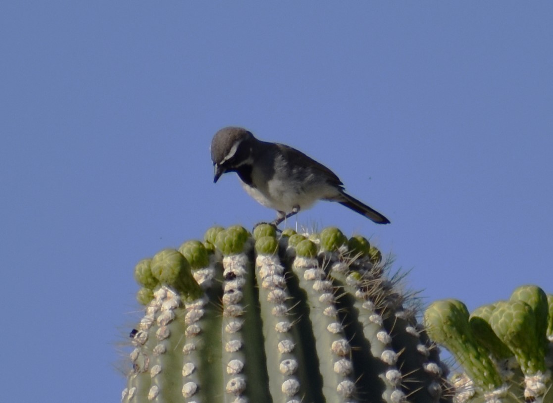Black-throated Sparrow - ML634727582