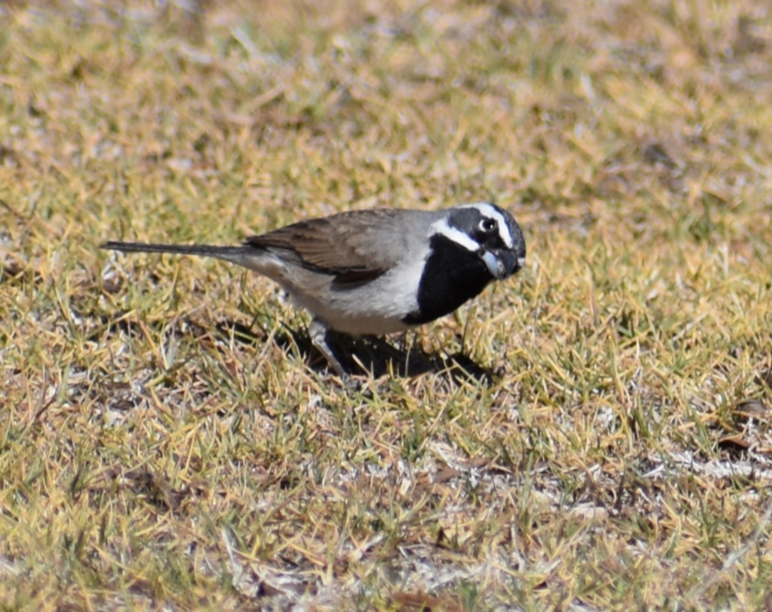 Black-throated Sparrow - ML634727583
