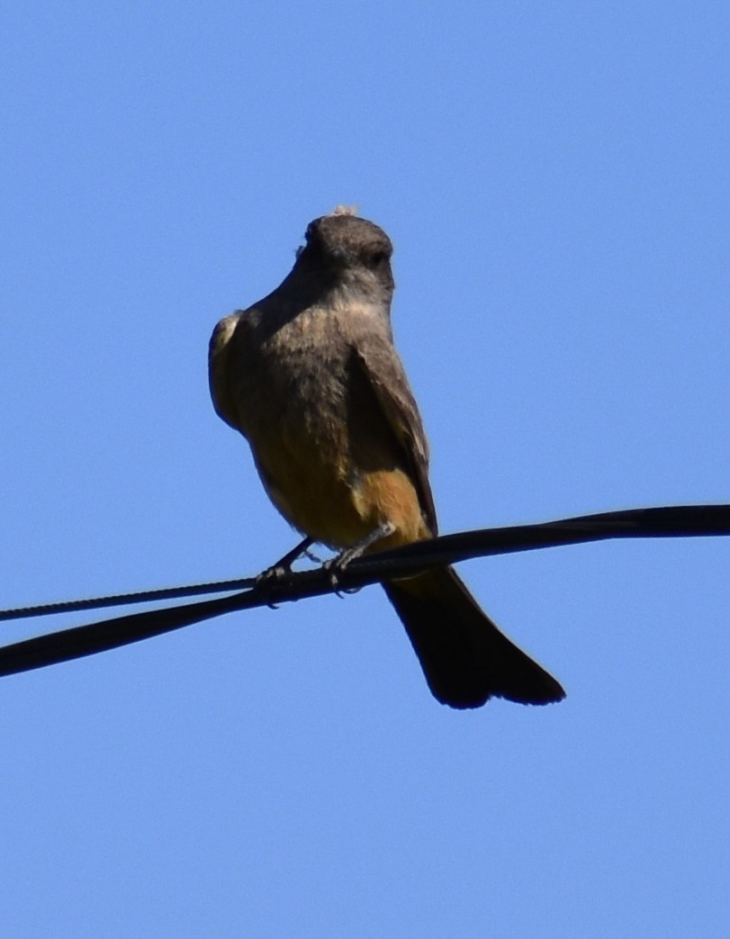 Say's Phoebe - ML634727607