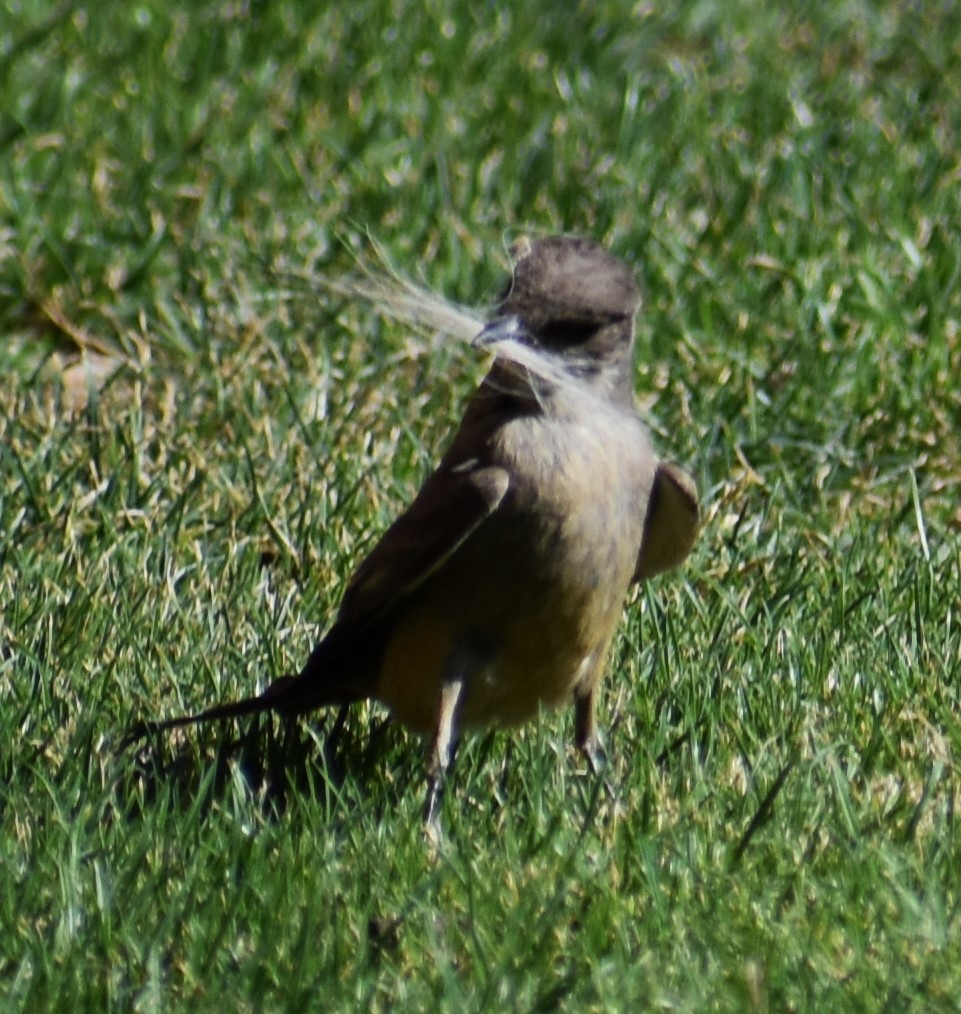 Say's Phoebe - ML634727608