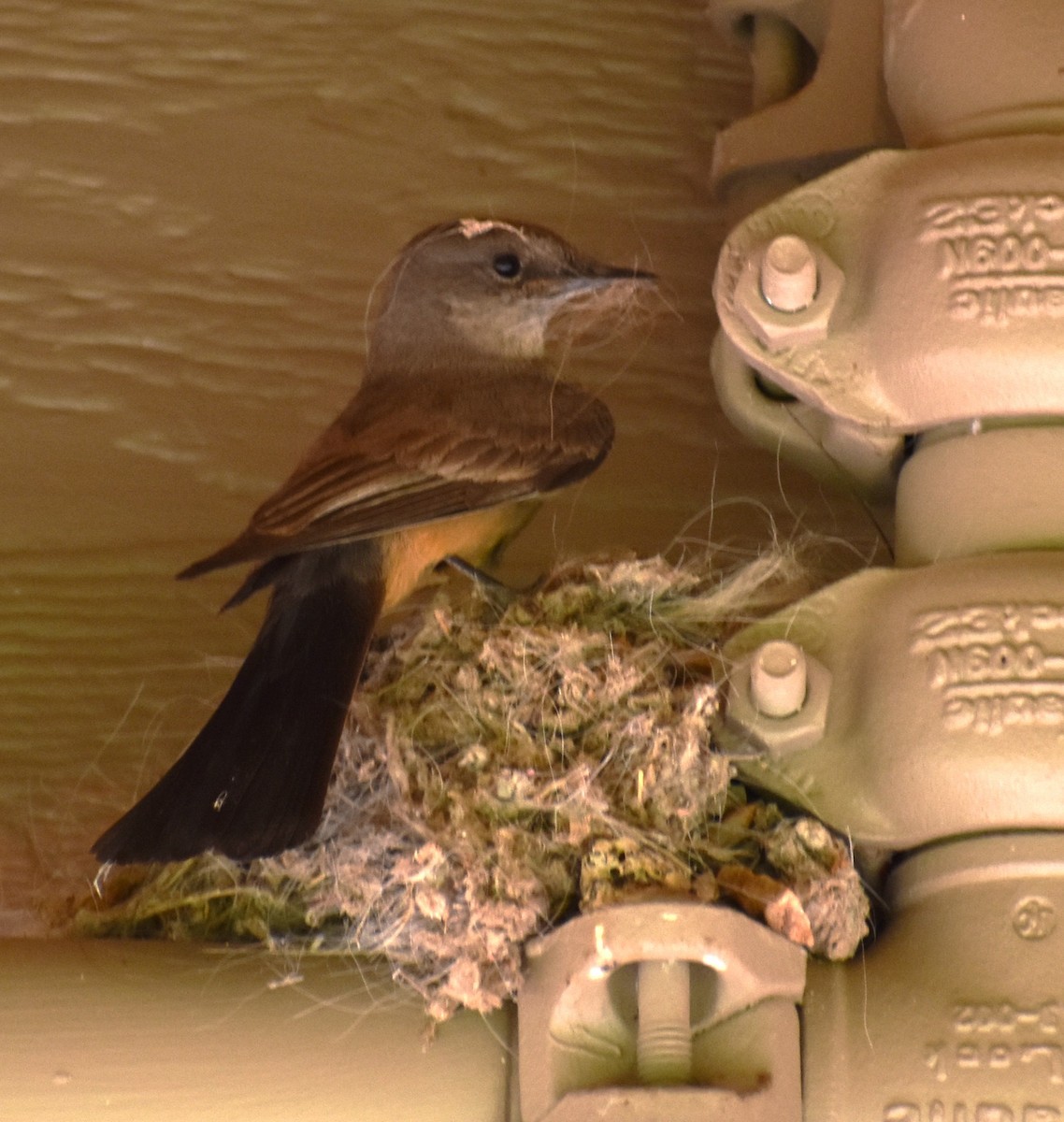 Say's Phoebe - ML634727609