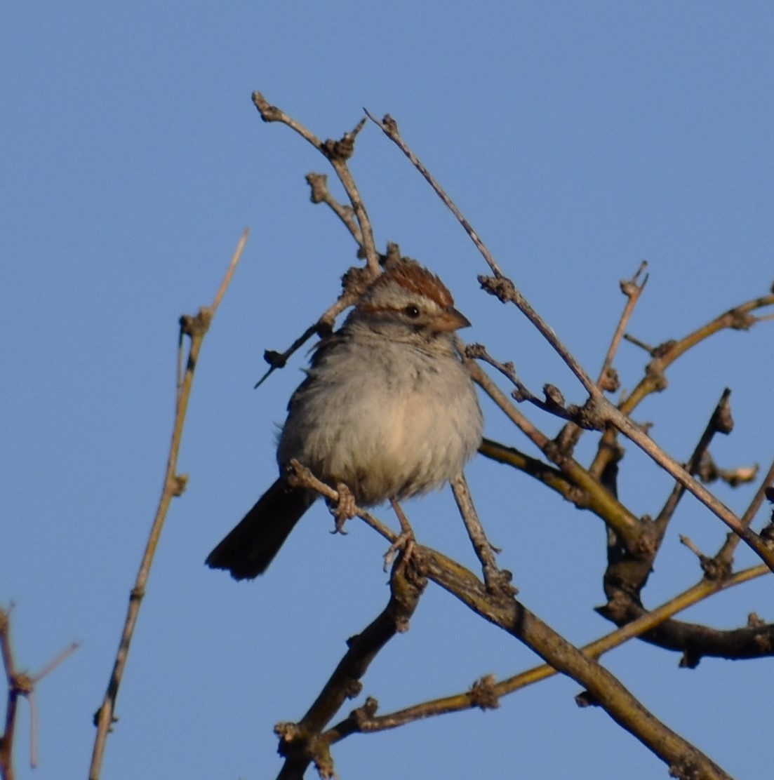 Rufous-winged Sparrow - ML634727658
