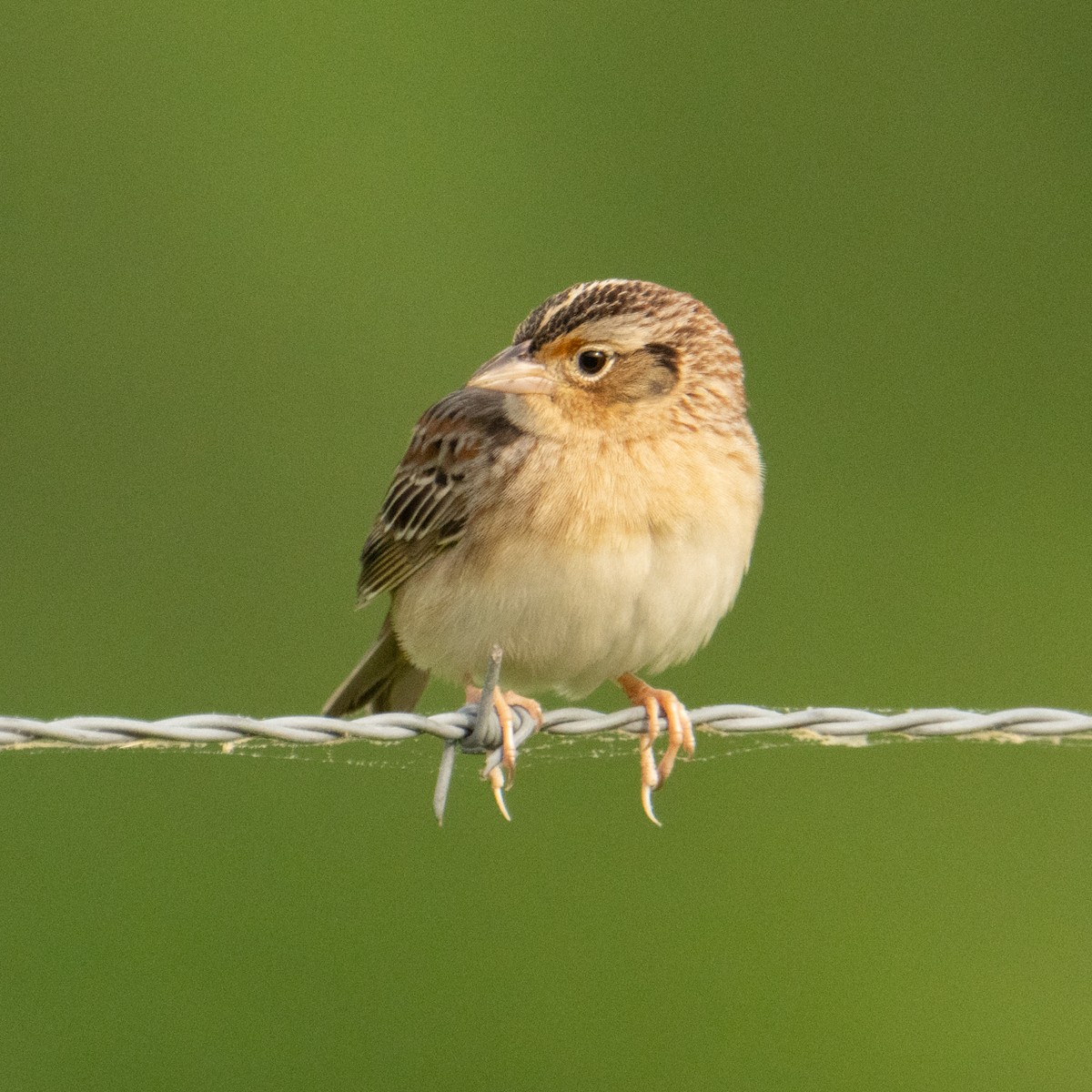 Grasshopper Sparrow - ML634727677