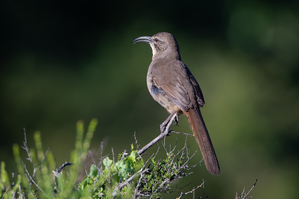 California Thrasher - ML634727817