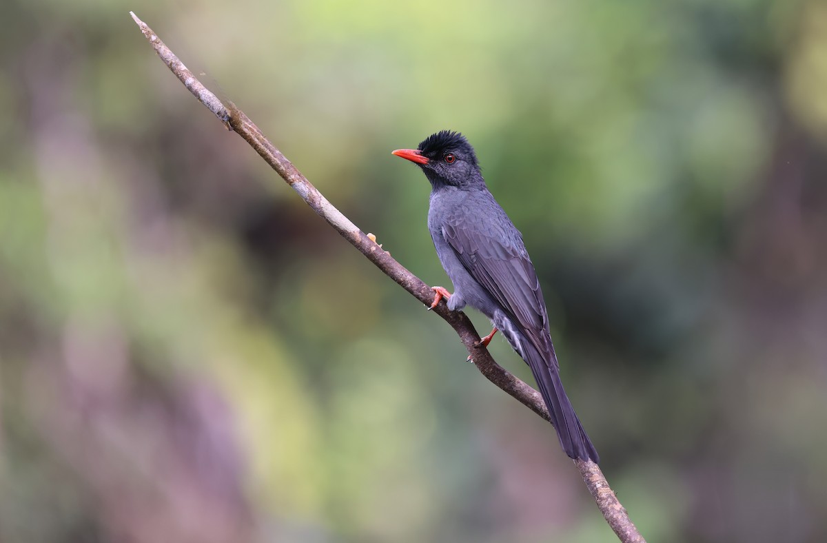 Square-tailed Bulbul - ML634727836
