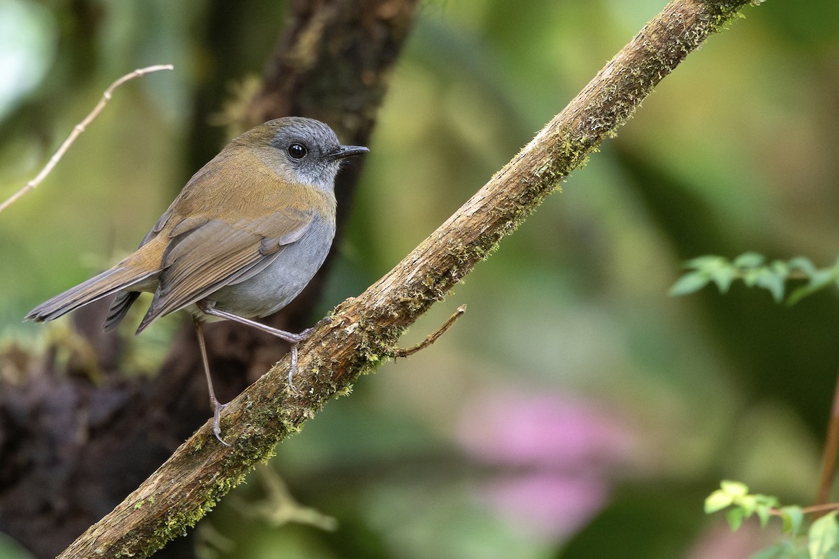 Black-billed Nightingale-Thrush - ML634727878