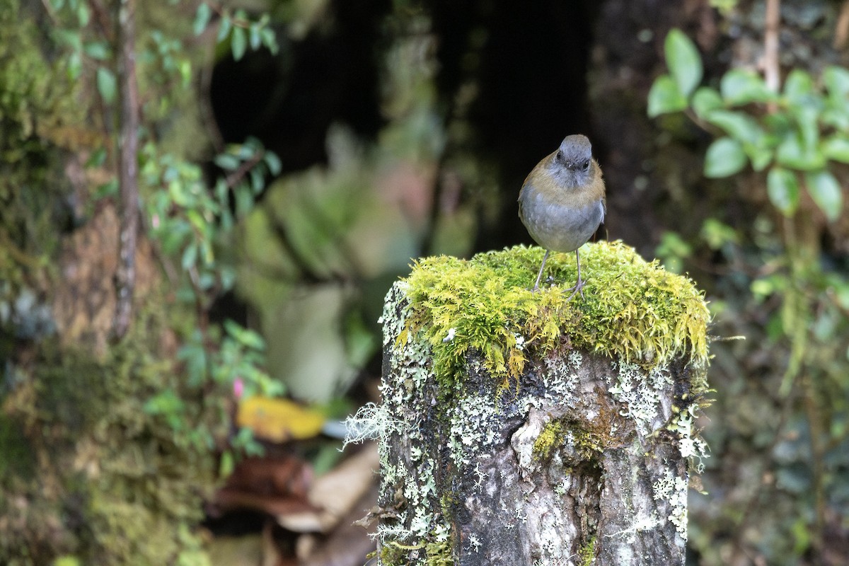 Black-billed Nightingale-Thrush - ML634727900