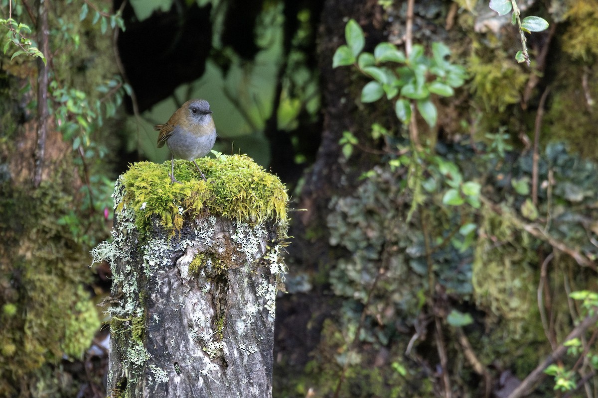 Black-billed Nightingale-Thrush - ML634727901