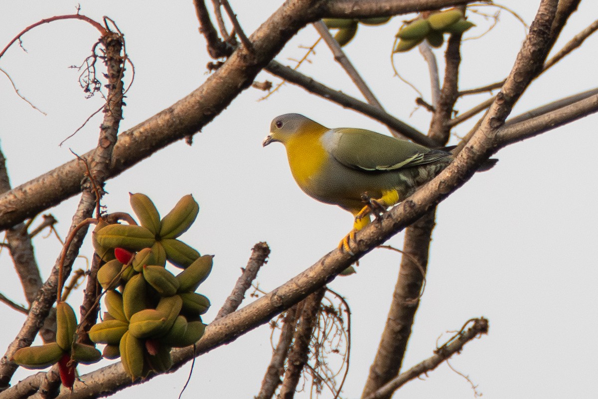 Yellow-footed Green-Pigeon - ML634727913