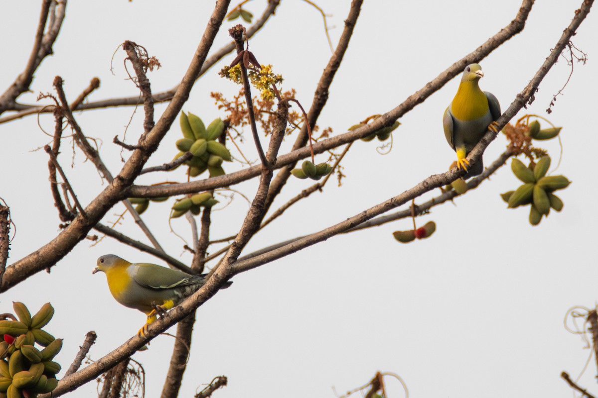 Yellow-footed Green-Pigeon - ML634727915
