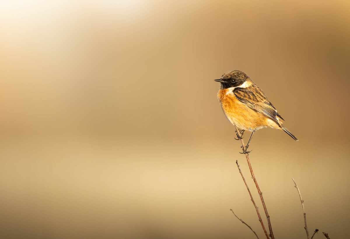 European Stonechat - ML634728180