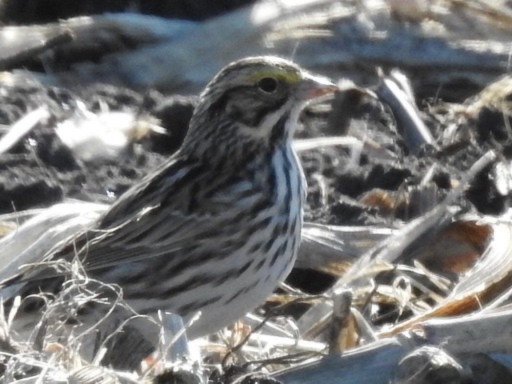 Savannah Sparrow - ML634728191