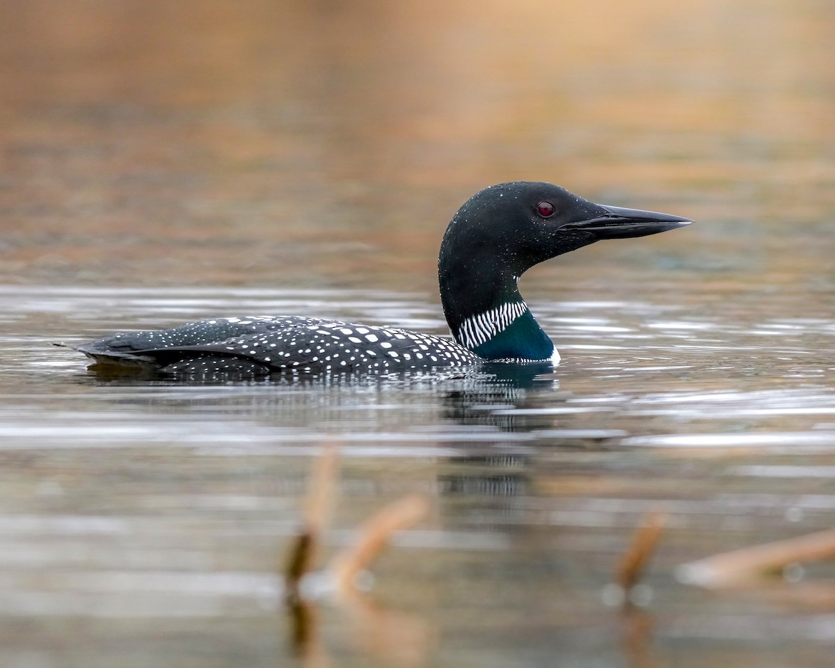 Common Loon - ML634728477