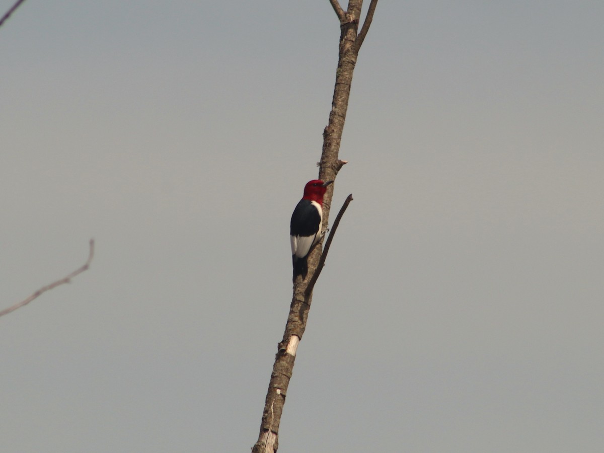 datel červenohlavý - ML634728480