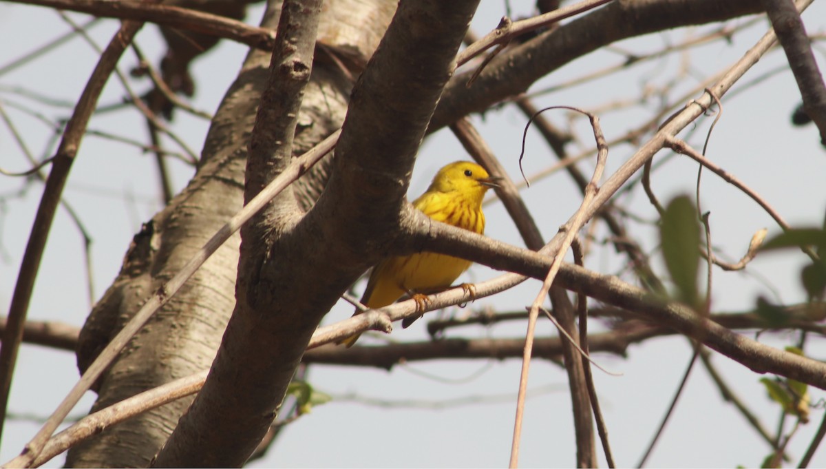 lesňáček zlatotemenný - ML634728518