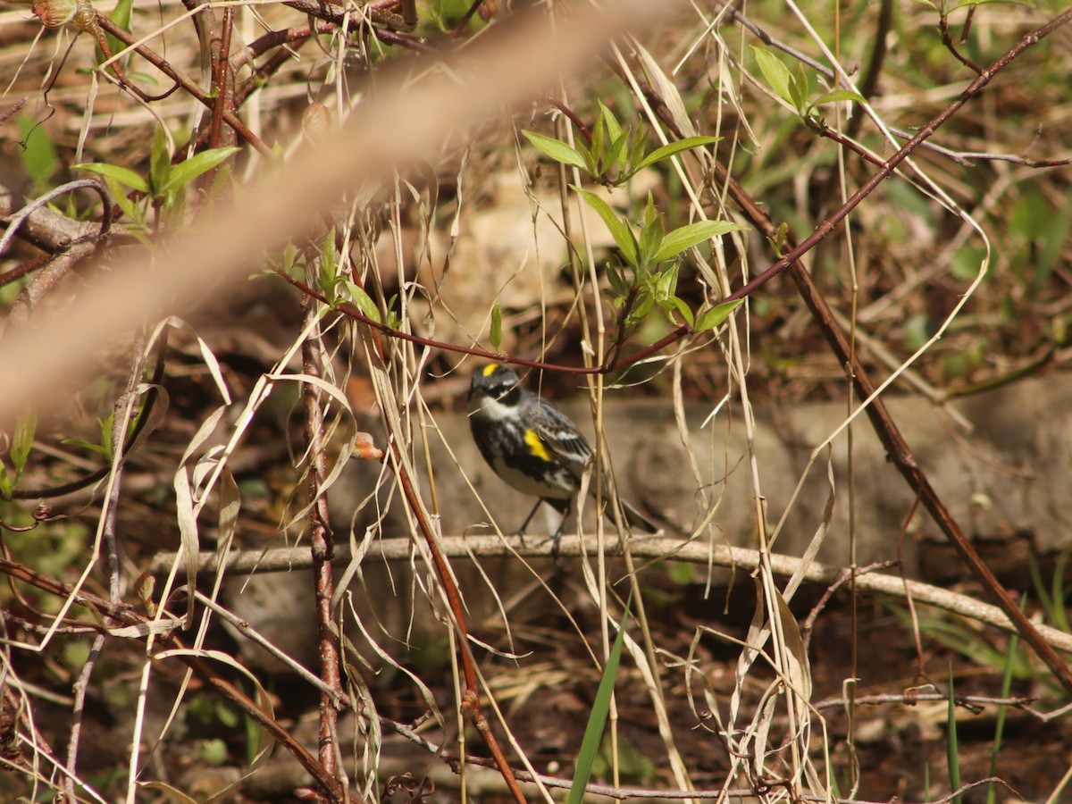 lesňáček žlutoskvrnný - ML634728528