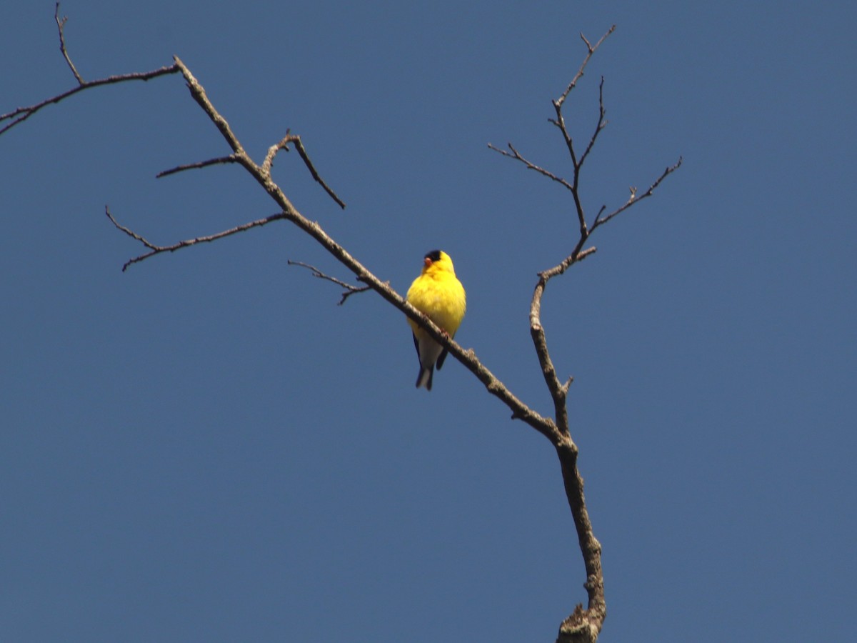 čížek žlutý - ML634728535