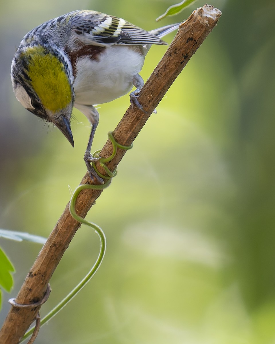 Chestnut-sided Warbler - ML634728542