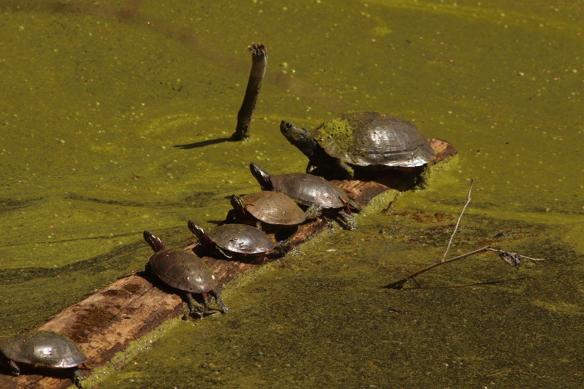 Painted Turtle - ML634728545