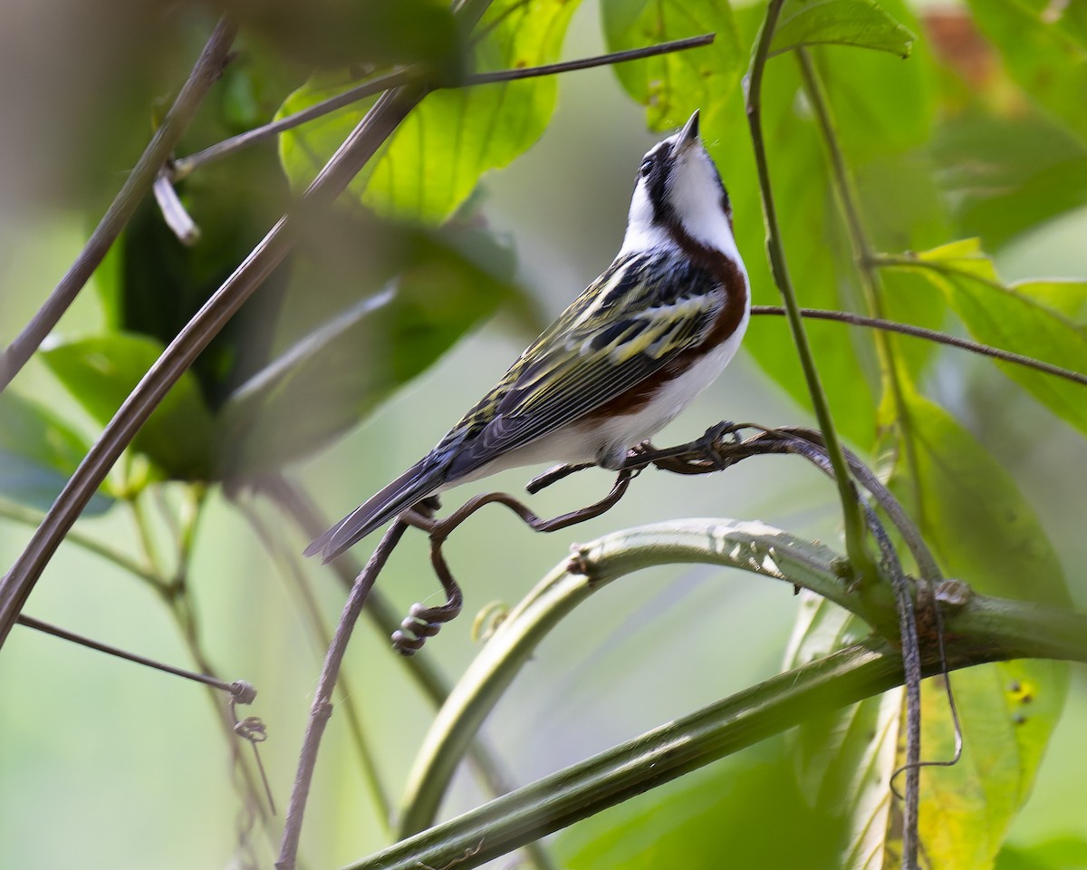 Chestnut-sided Warbler - ML634728555