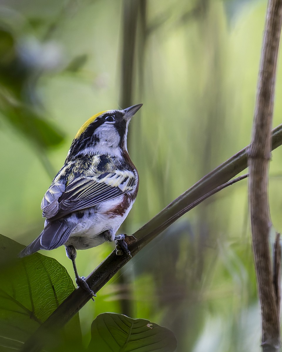 Chestnut-sided Warbler - ML634728564
