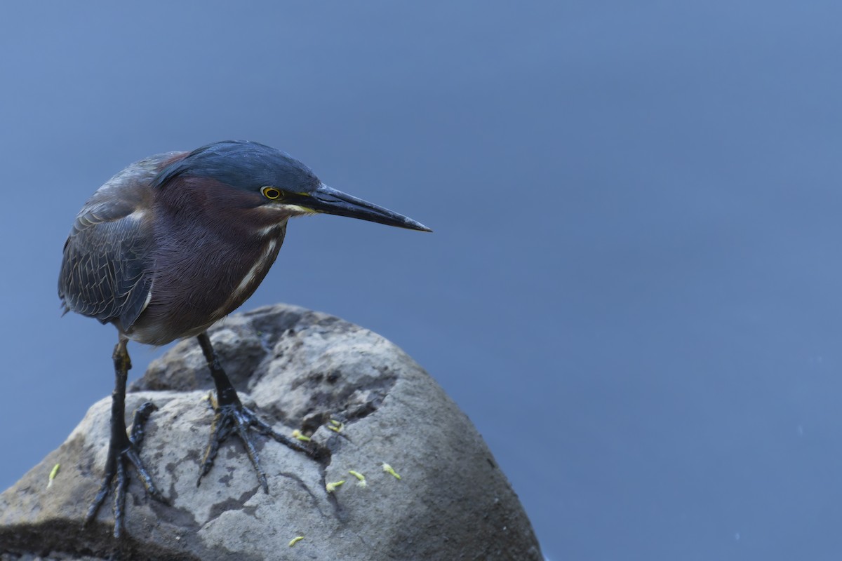 Green Heron - ML634728577