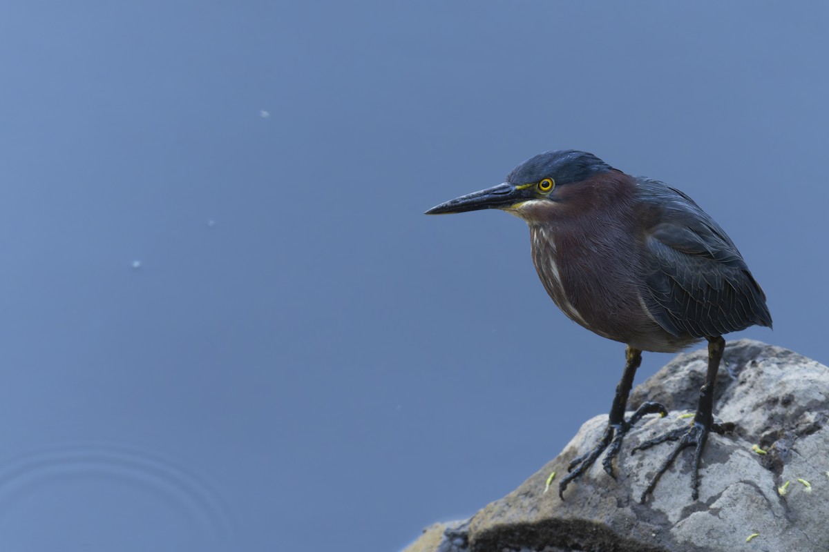 Green Heron - ML634728580