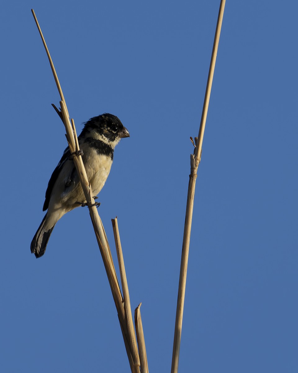 Morelet's Seedeater - ML634728600