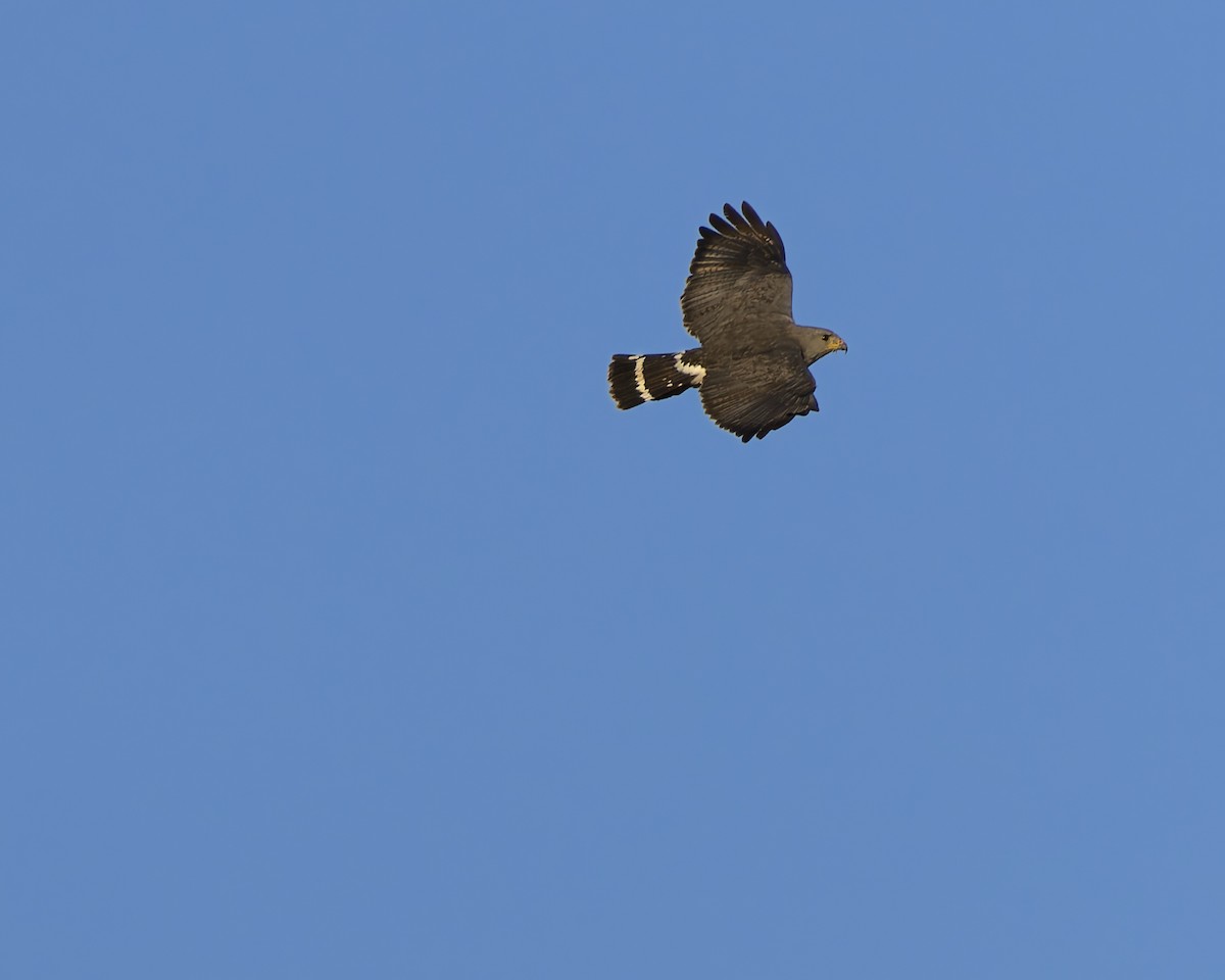 Gray Hawk - ML634728612