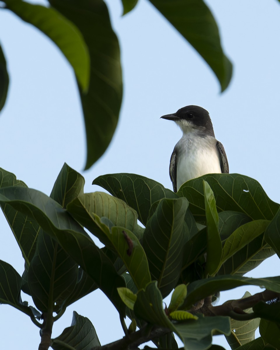 Eastern Kingbird - ML634728640