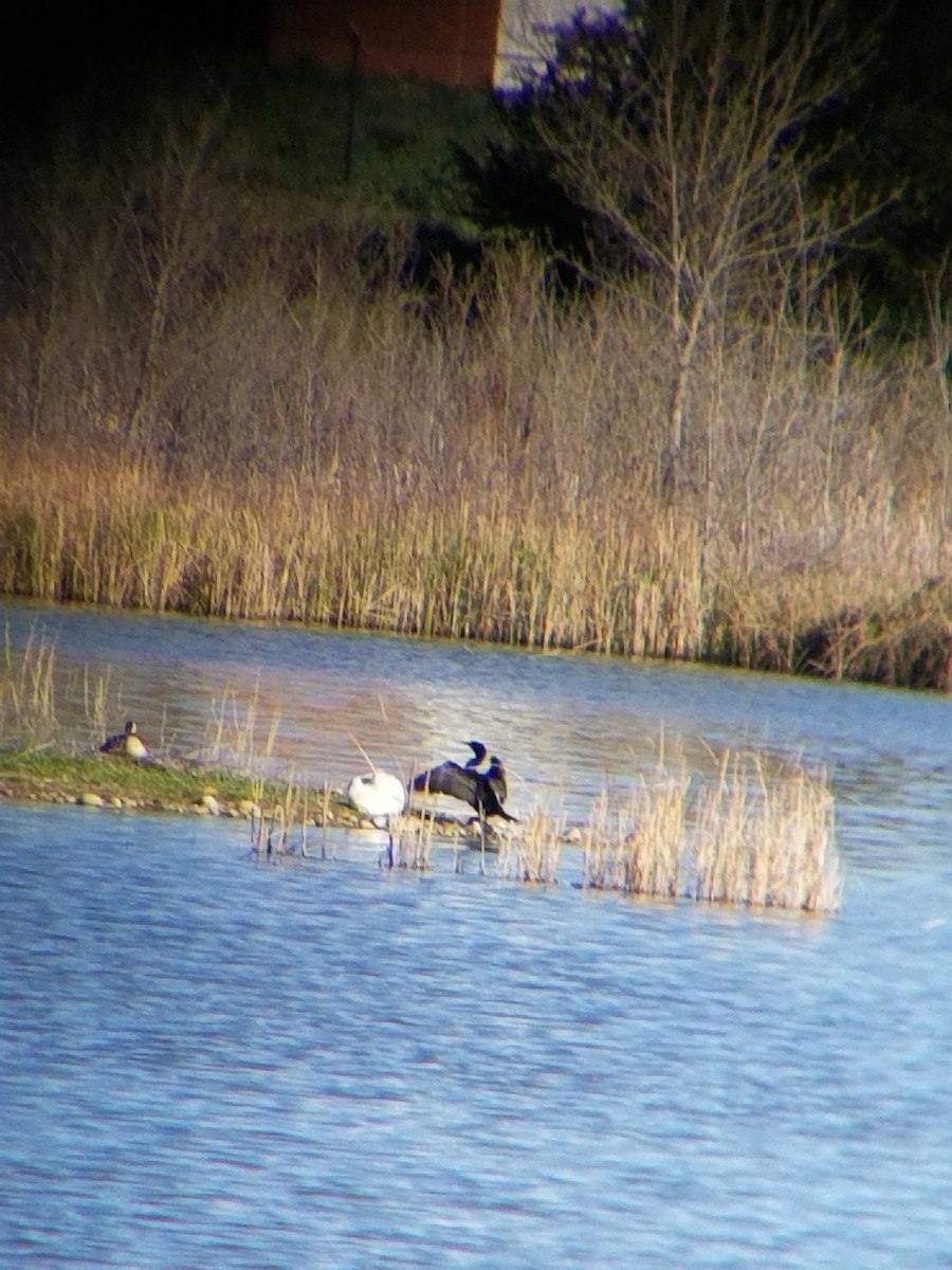 Double-crested Cormorant - ML634728738