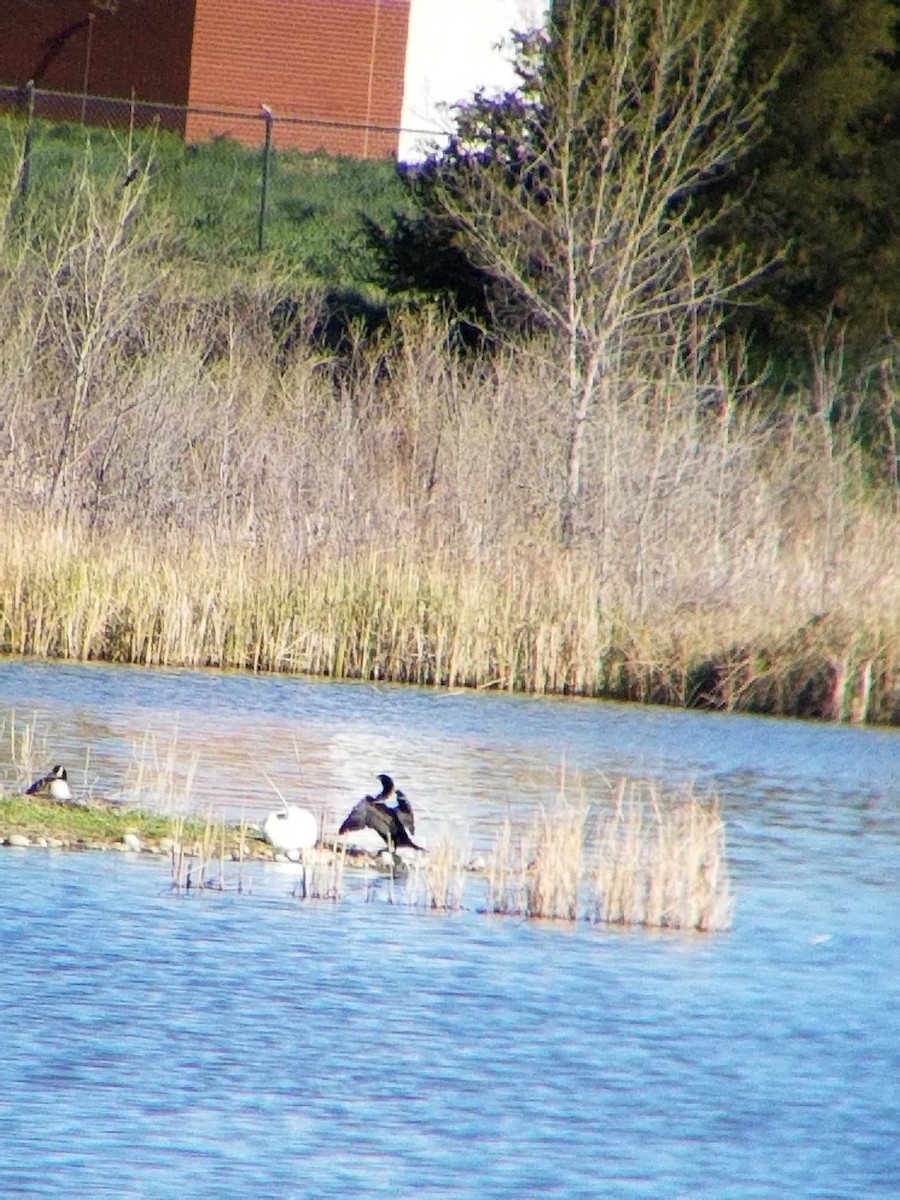 Double-crested Cormorant - ML634728740
