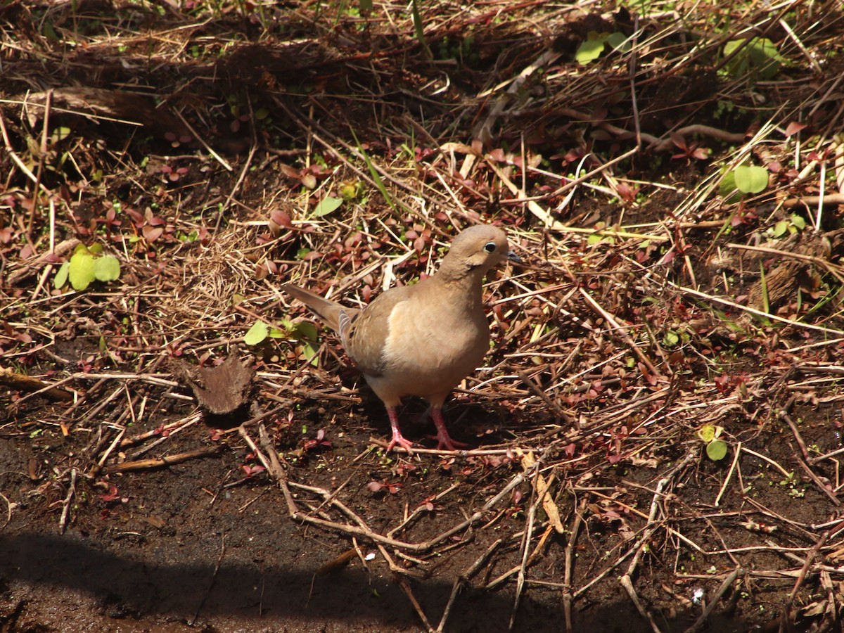 hrdlička karolínská - ML634728781