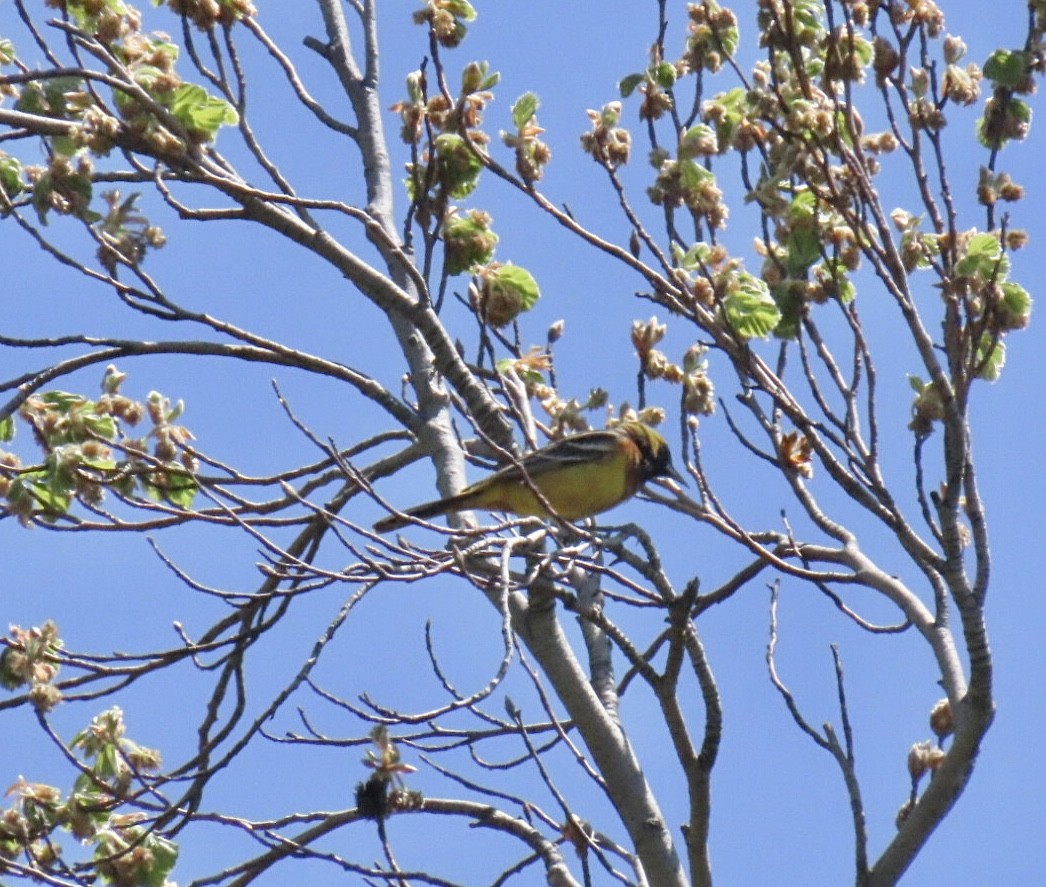 Orchard Oriole - ML634728782