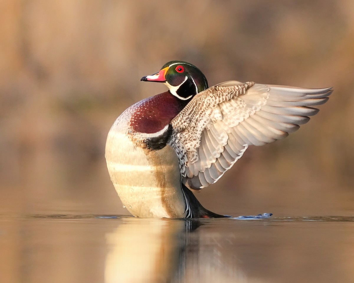 Wood Duck - ML634728815