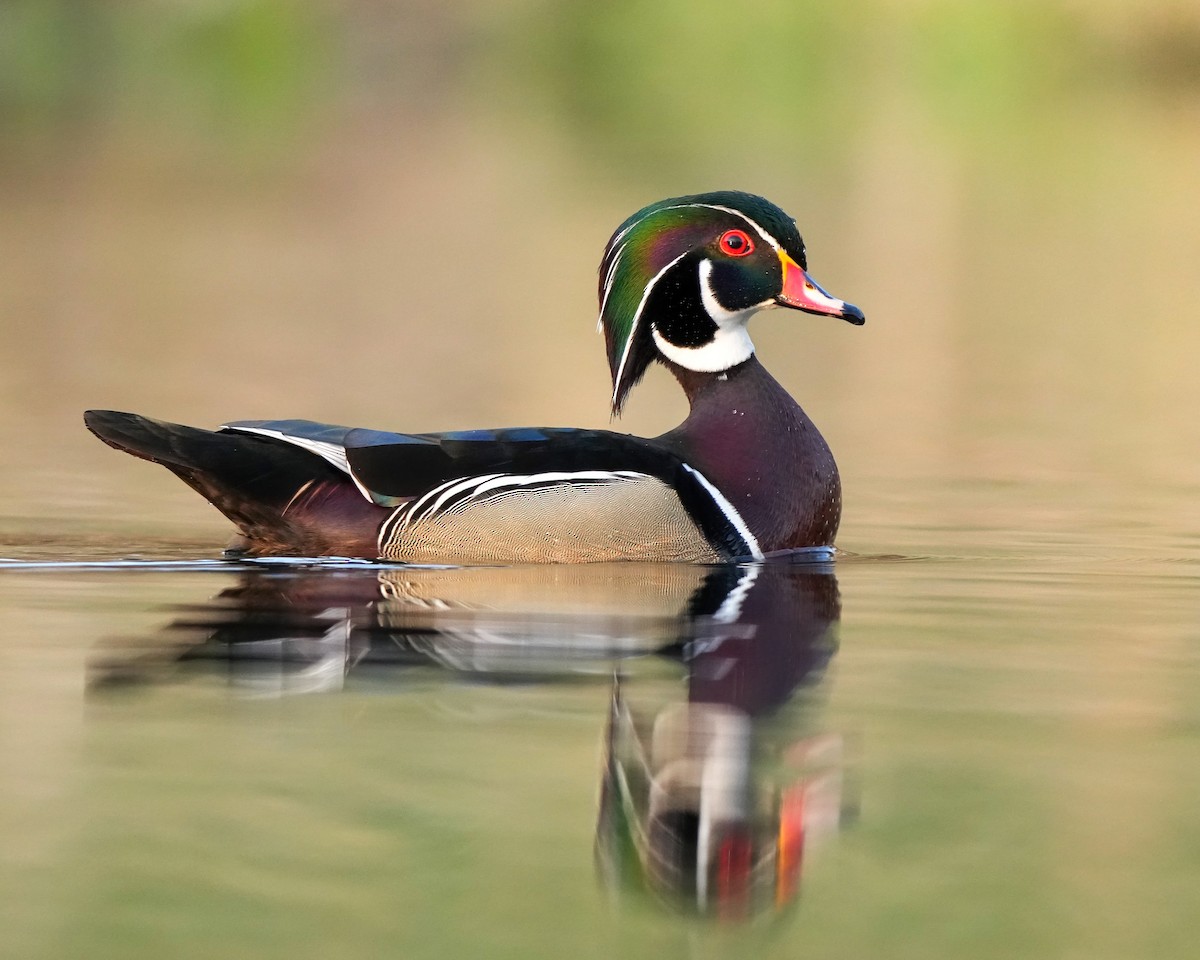 Wood Duck - ML634728816