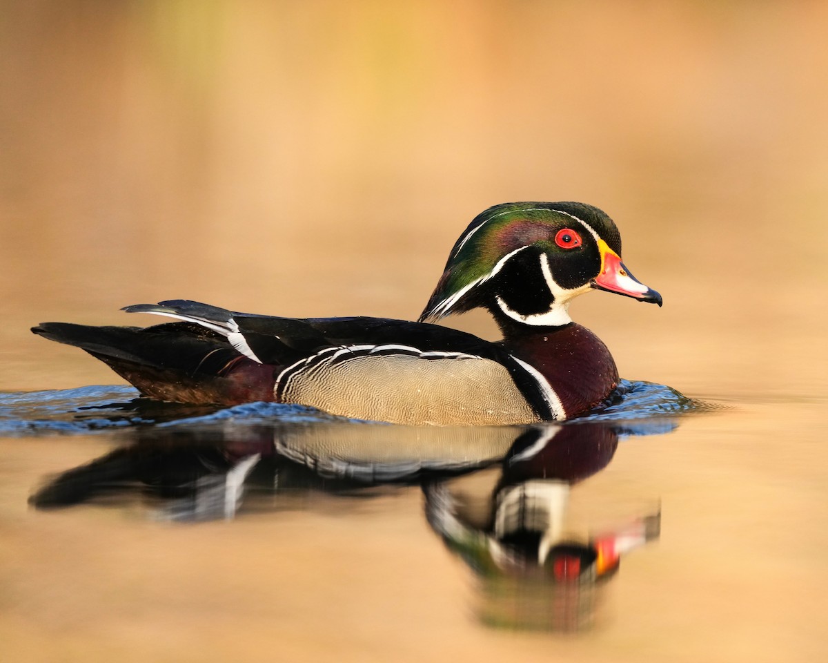 Wood Duck - ML634728817