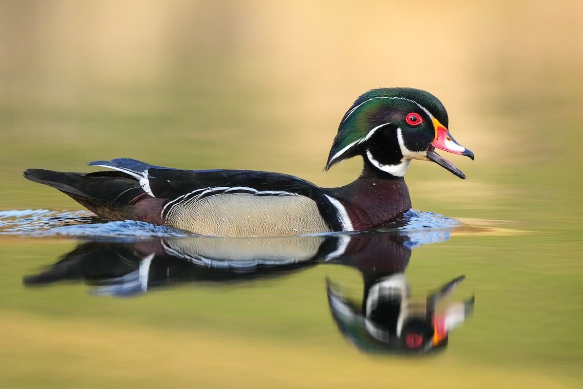 Wood Duck - ML634728818