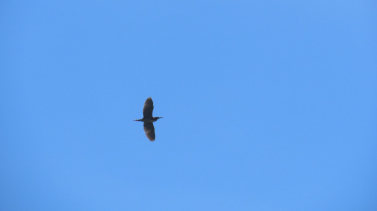 Green Heron - ML634728825