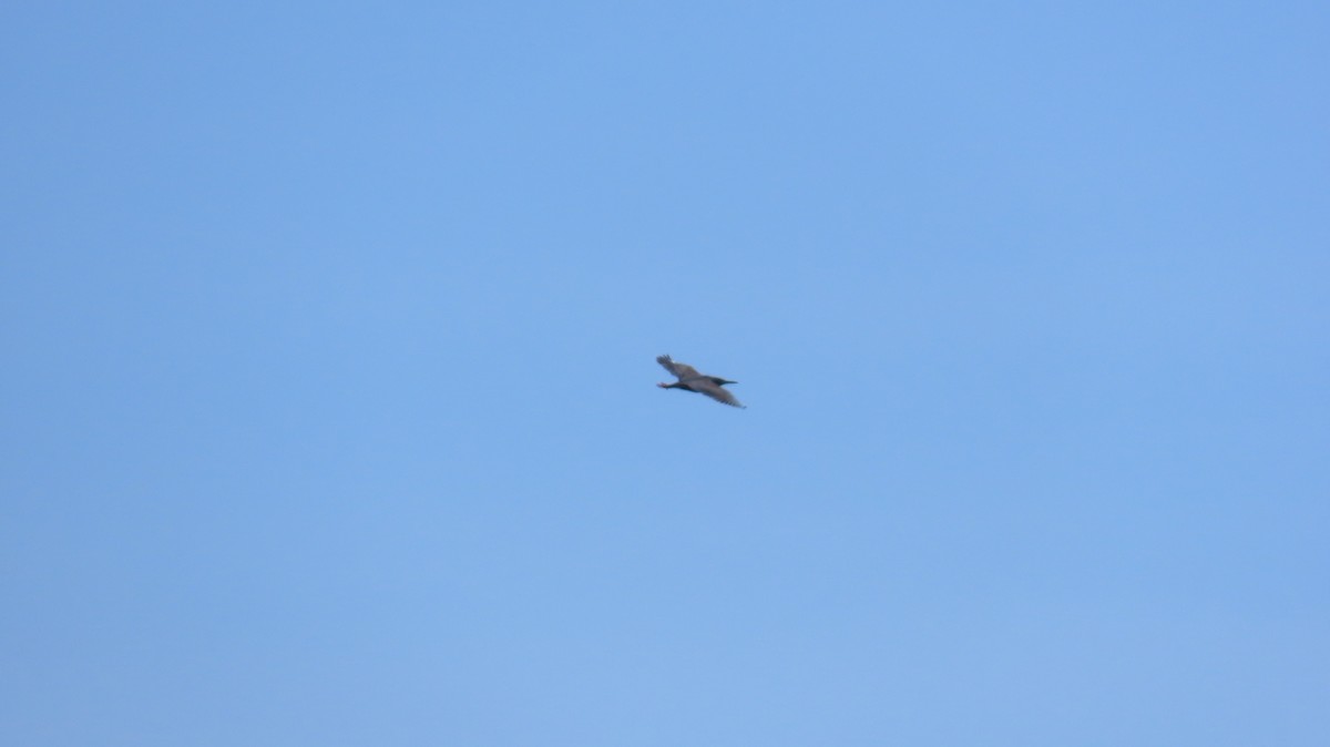 Green Heron - ML634728829