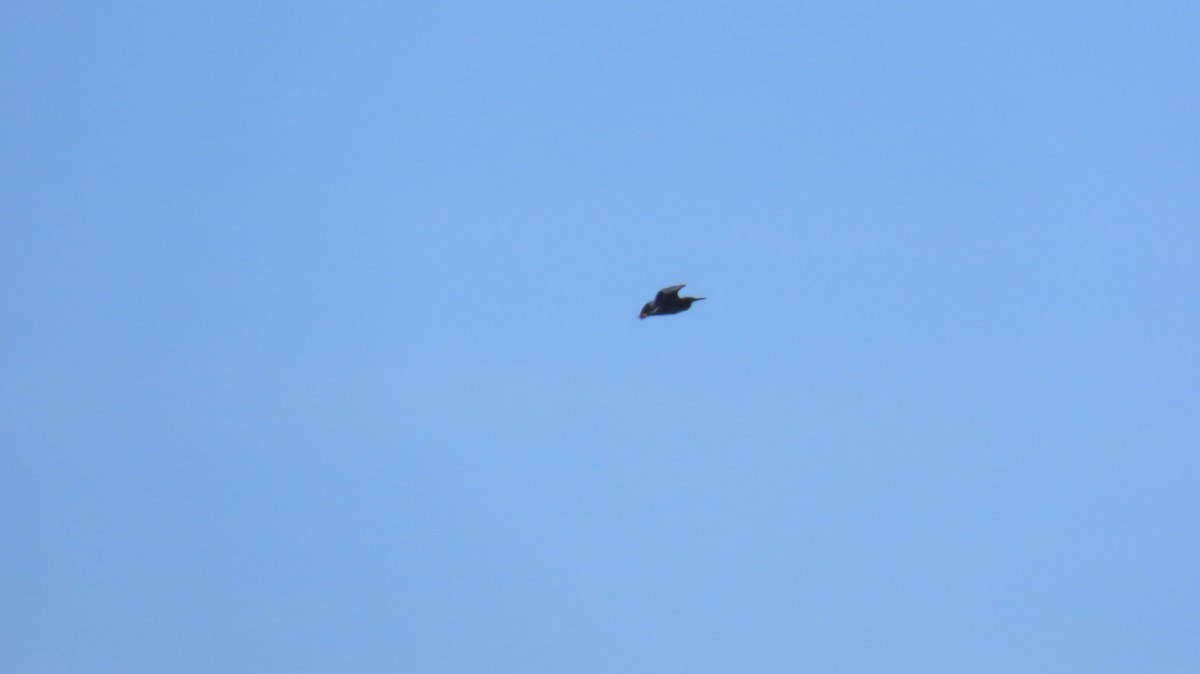 Green Heron - ML634728839