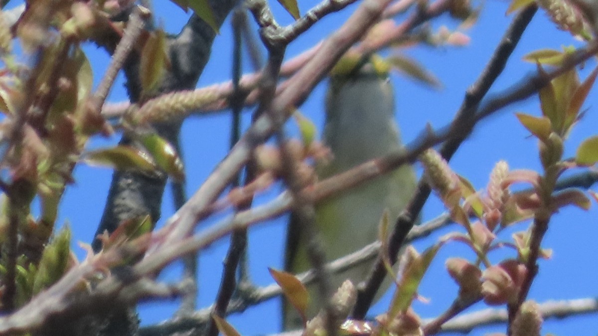 White-eyed Vireo - ML634728902