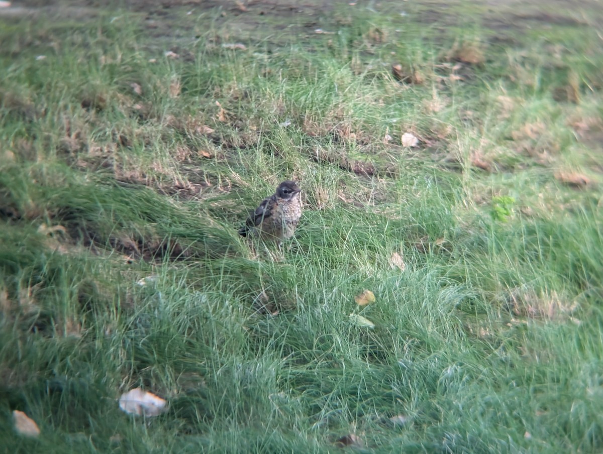 Zozo papargorria - ML634729066