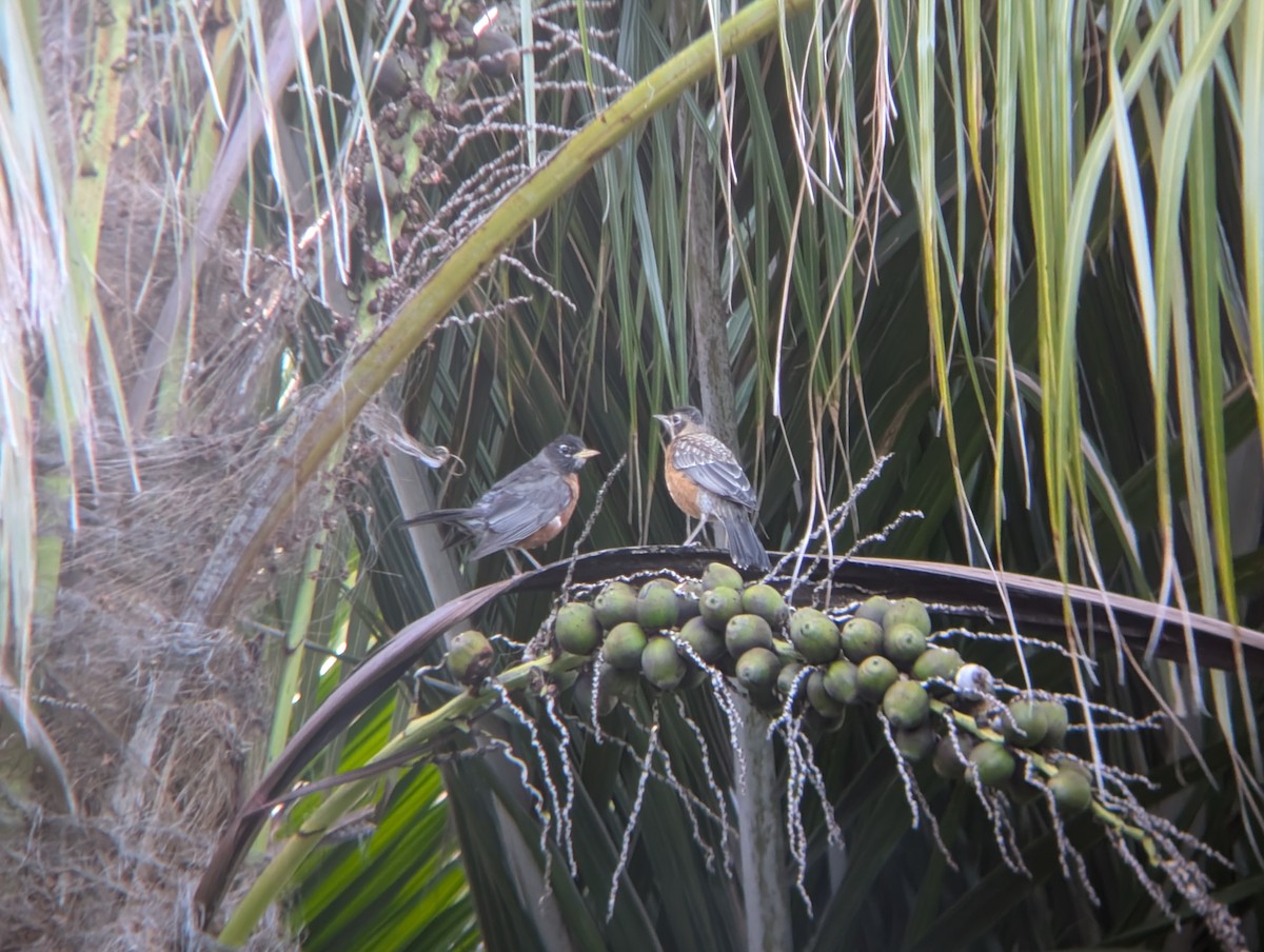 Zozo papargorria - ML634729075