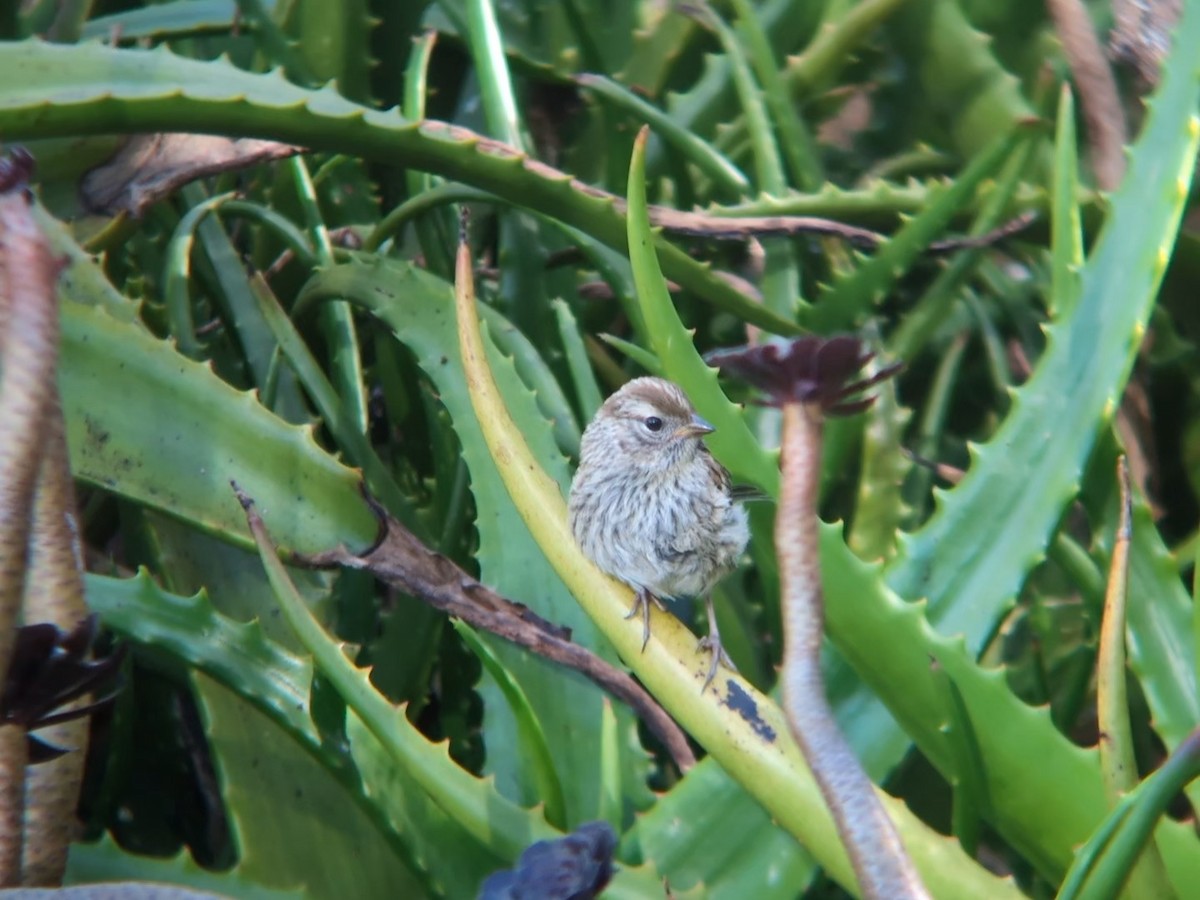 White-crowned Sparrow - ML634729089