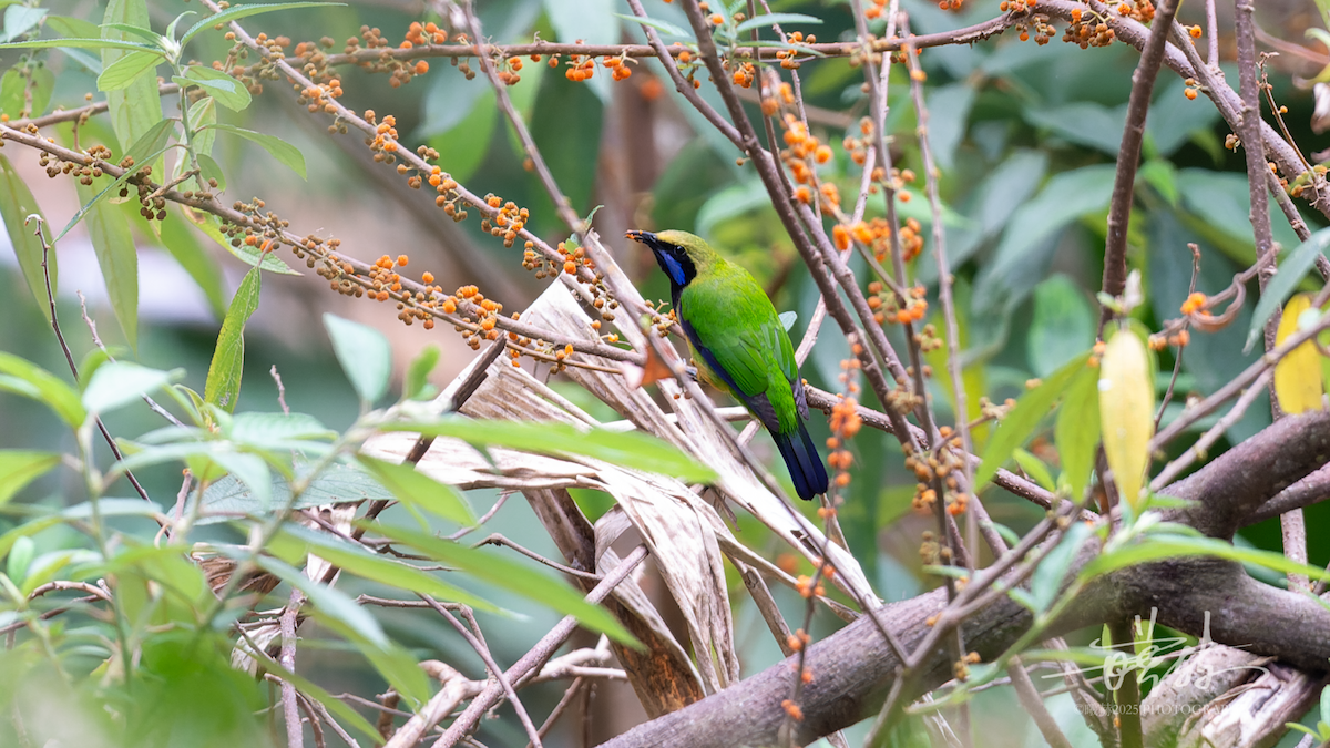 Orangebauch-Blattvogel - ML634729140