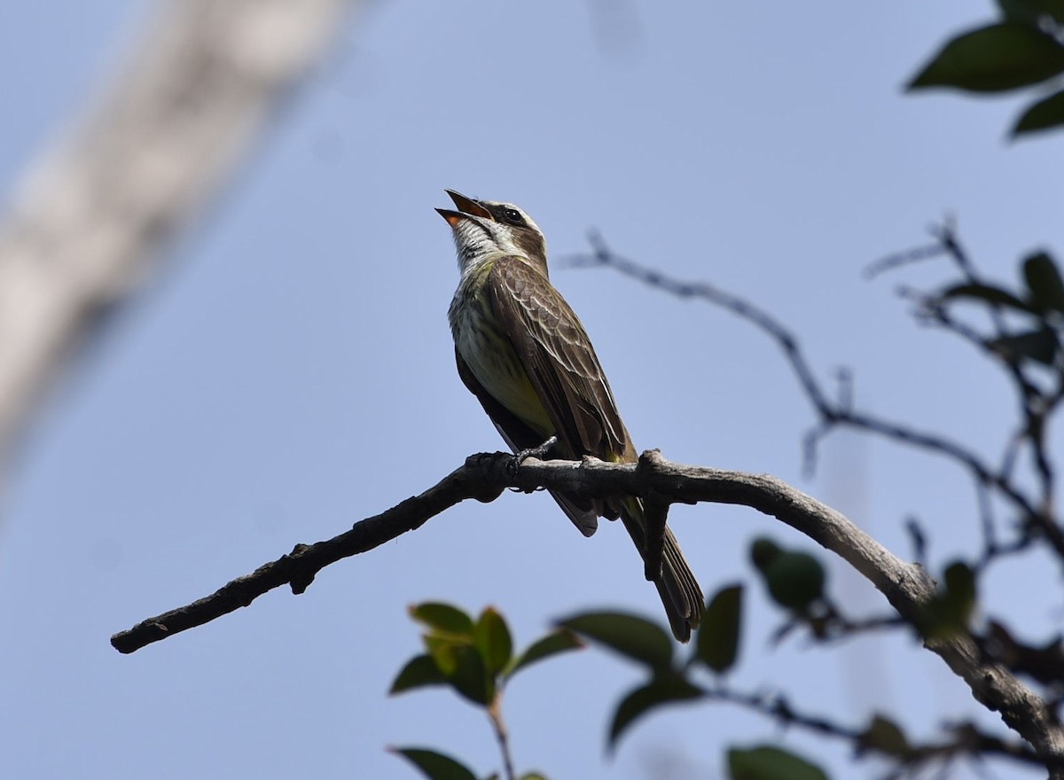 Piratic Flycatcher - ML634729283